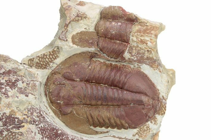 Colorful Asaphid Trilobite With Graptolites #341089